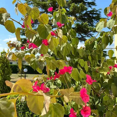 بيت ضيافة Rina 4*