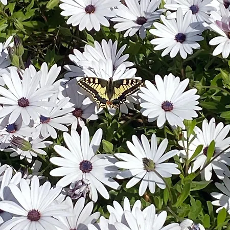 Rina بيت ضيافة بيزارو