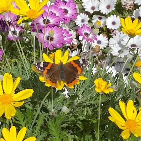 بيت ضيافة Rina بيزارو