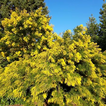 بيت ضيافة Rina بيزارو