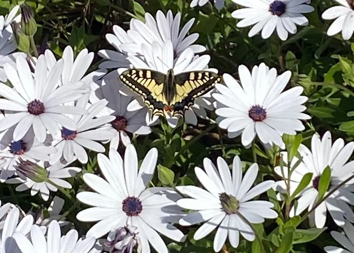 Rina Affittacamere Pesaro